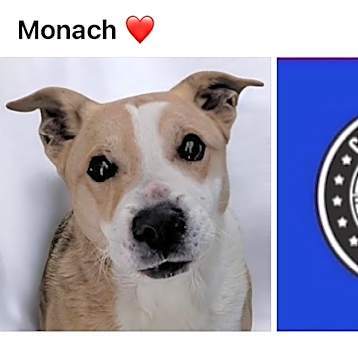 Photo of MONARCH