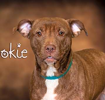 Photo of Cookie