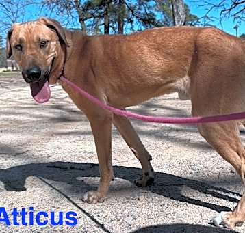 Photo of Atticus (Town and country rd)