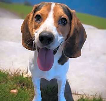 Photo of Arti