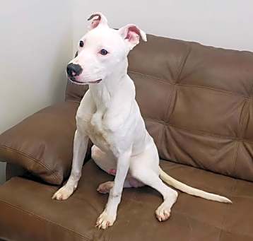 Photo of Ollie **prison program
