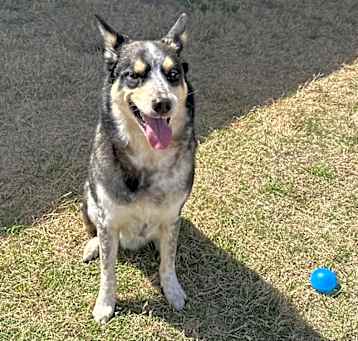 Photo of Loki