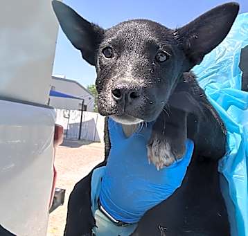 Photo of Star