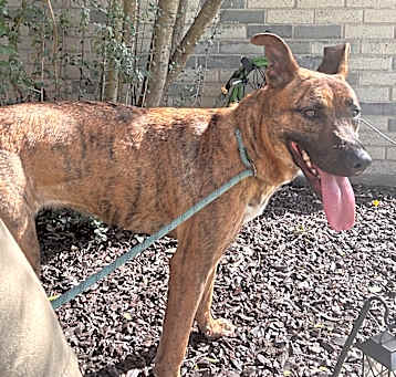Photo of Ember