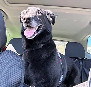 Photo of Onyx