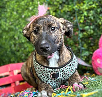 Photo of Nova