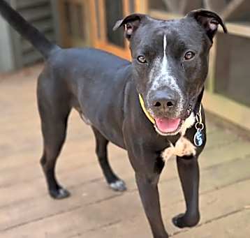 Photo of Scout