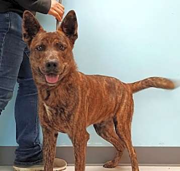 Photo of ROSCOE #10044