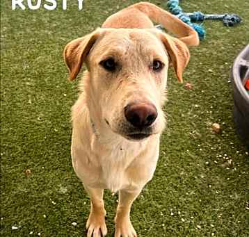 Photo of Rusty 2