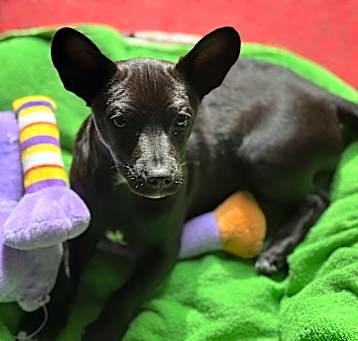Photo of Shamrock