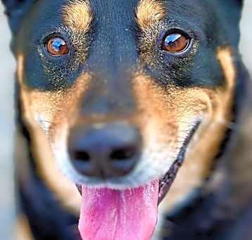 Photo of Banjo