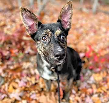 Photo of Dopey