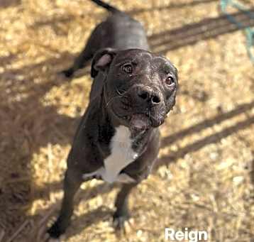 Photo of Reign
