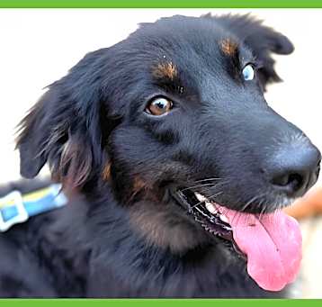 Photo of Duma