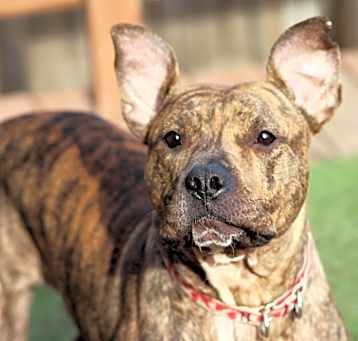Photo of Roo