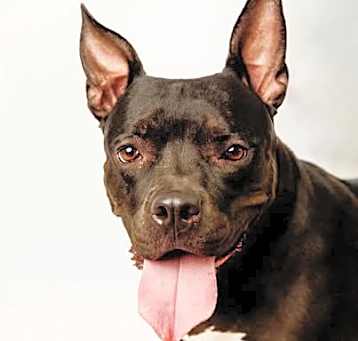 Photo of Penny