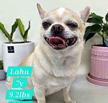 Photo of Lahu