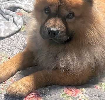 Photo of Rascal