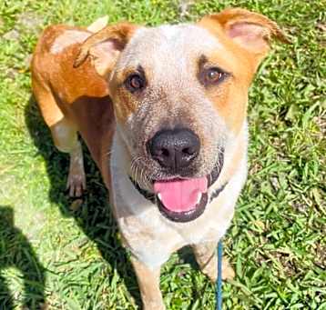 Photo of Bandit 