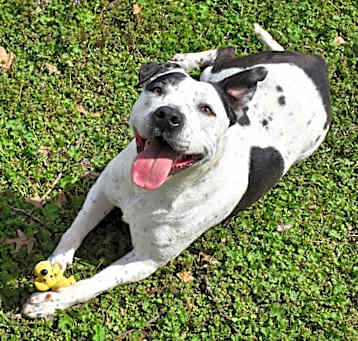 Photo of Petey