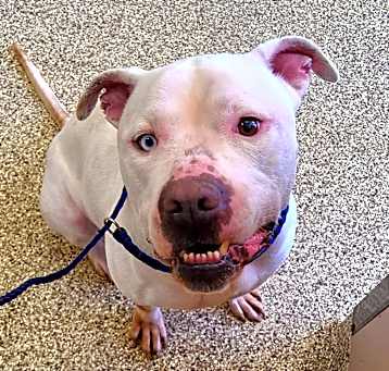 Photo of Azul