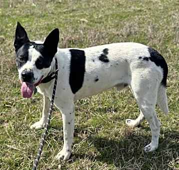 Photo of Cletus #9188