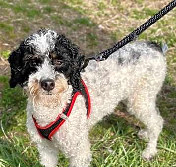 Photo of Cookie