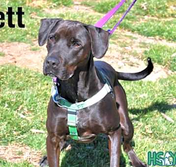Photo of Brett