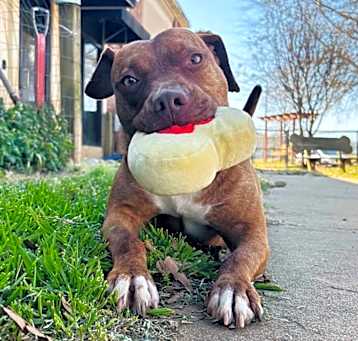Photo of Cinnapup