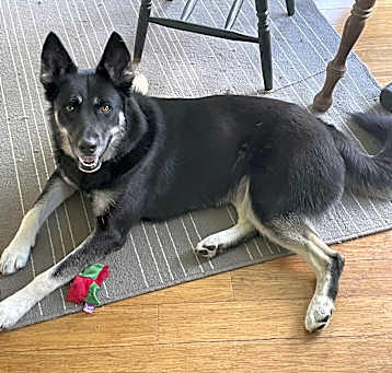 Photo of Shadow