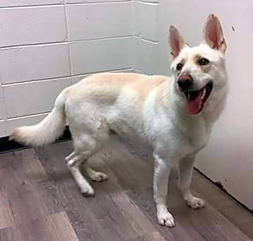 Photo of LOBO
