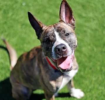 Photo of Sage