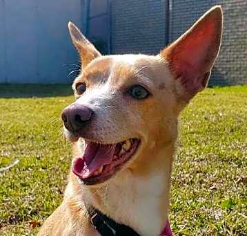 Photo of Trapper