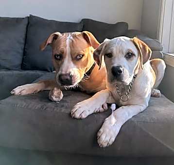Photo of Ollie ( formerly Bulldozer)