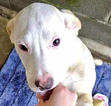 Photo of Daisie