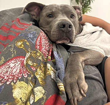 Photo of Shadow