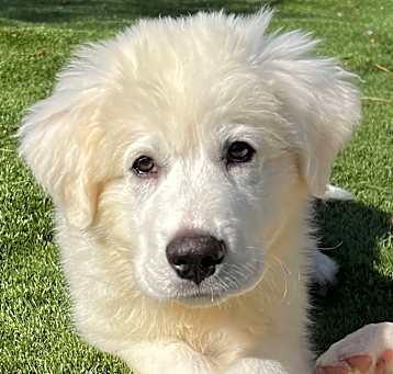 Photo of Atlas