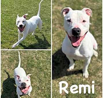 Photo of Remi