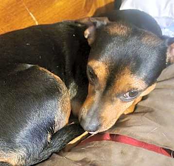 Photo of Rosie