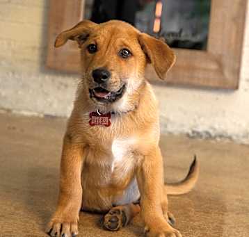 Photo of Snickers Hudson
