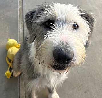 Photo of Gus