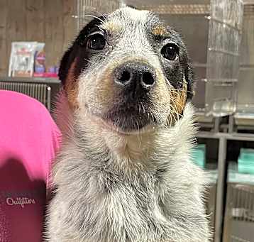 Photo of Kosmo