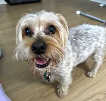 Photo of Brownie
