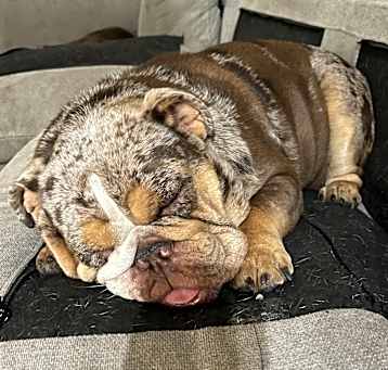 Photo of Daisy