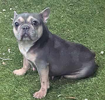 Photo of Violet
