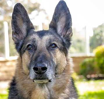 Photo of Gunnar