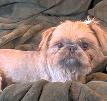Photo of Remi