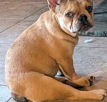 Photo of Barney