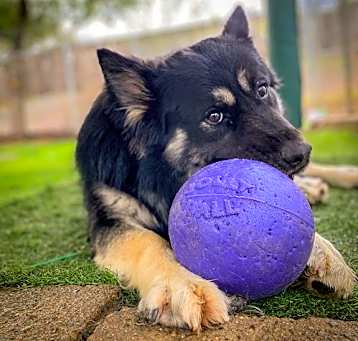 Photo of Kobie