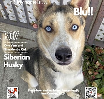 Photo of Blu